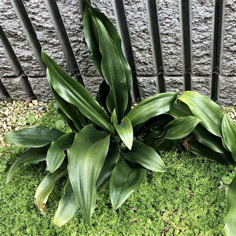 長青植物|オモト（万年青）とは｜育て方がわかる植物図鑑｜みんなの趣味 